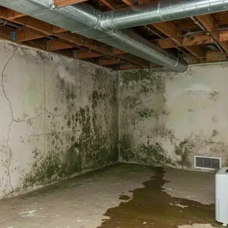 Professional Mold Removal in Westcliffe, CO